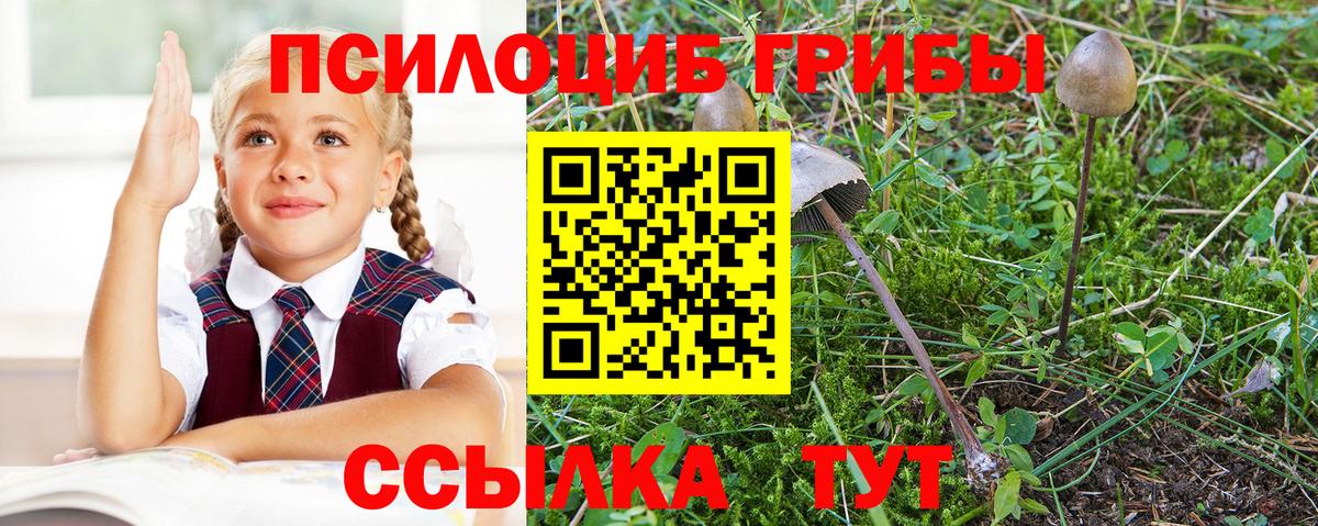 Галлюциногенные грибы Psilocybe Нарткала